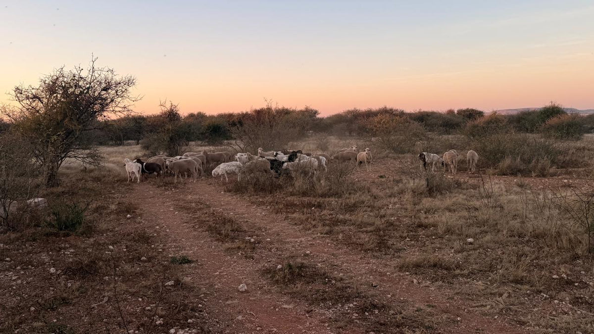 Sheep Farming