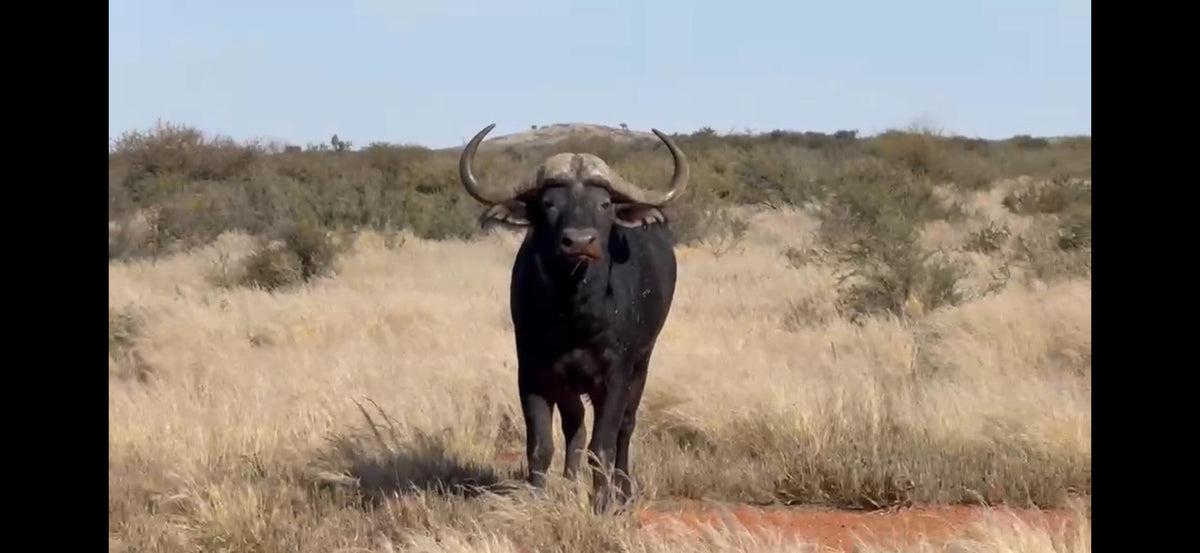 Hunting and Conservation