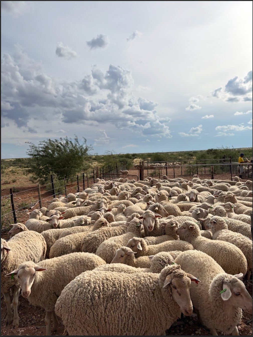 Merino Wool